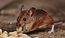 24 Hour & Emergency Exterminators in Swatara Twp, PA